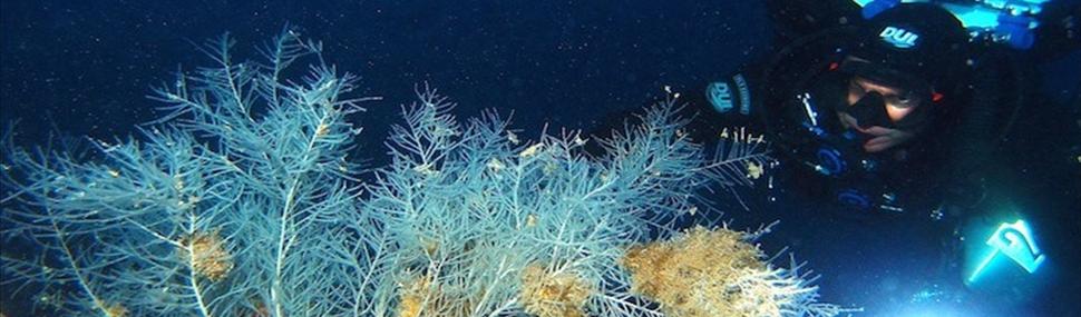 Corallo Nero, Secca del Pigno