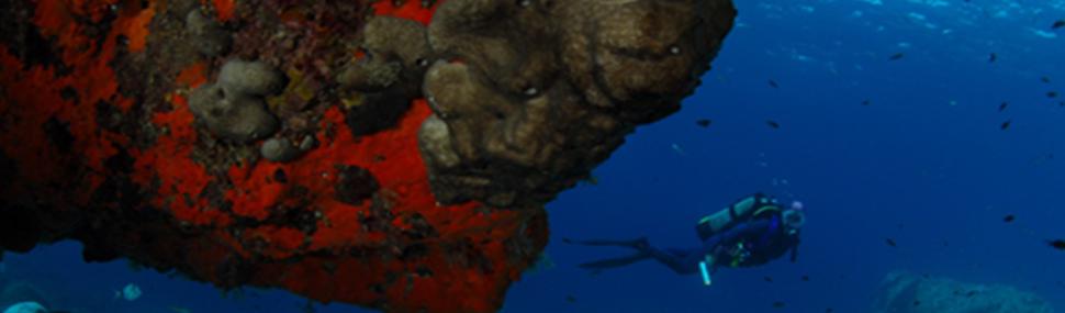 IMMERSIONI DA SOGNO
