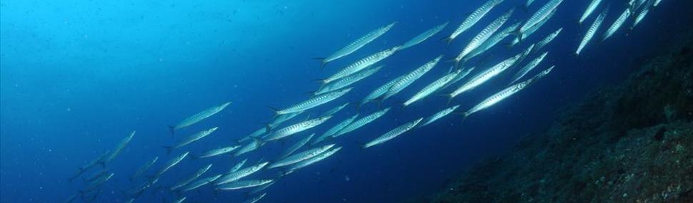 Barracuda, Isole Tremiti
