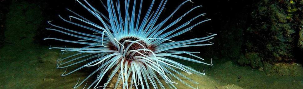 Cerianthus